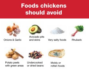 Foods Chickens Should Avoid